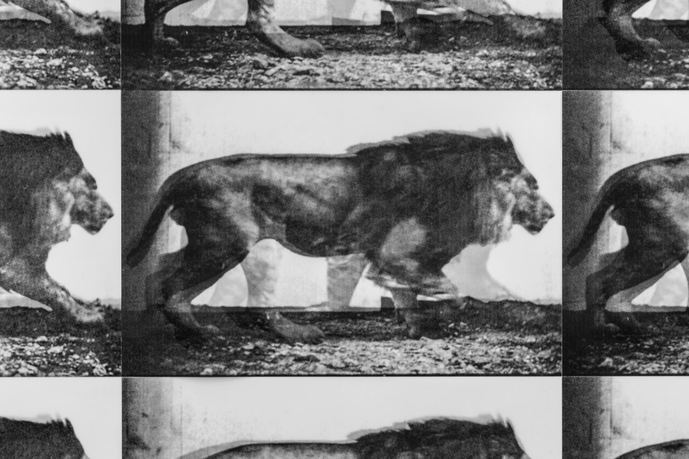 vintage picture lion black and white